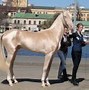 Image result for Turkish Horse Breeds