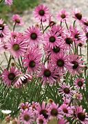 Image result for Echinacea tennesseensis (Rocky Top Hybrids)