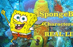 Image result for Real Life Spongebob Characters