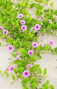 Image result for Ipomoea Pes-Caprae