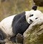Image result for Sleeping Panda
