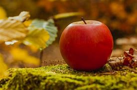 Image result for Red Apple