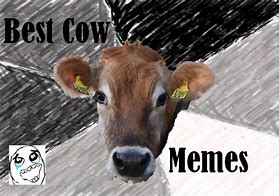 Image result for Dairy Cow Meme