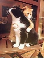 Image result for Cat Hugs Meme