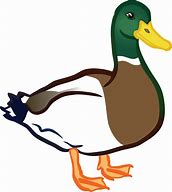 Image result for Duck Cartoon Png
