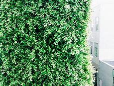 Image result for Shrub Ideas for Landscaping Stone Front Yard