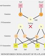 Image result for Genetic Crosses Figures