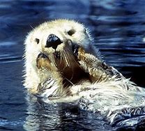 Image result for Ocean Otter