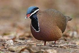 Image result for Starnoenas Columbidae