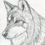 Image result for Wolf Drawing