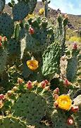 Image result for Arizona Cacti Horizontal
