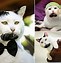 Image result for Cat Hipster Brooklyn