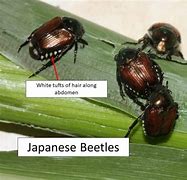Image result for Difference Between June Beetle and Japanese Beetle