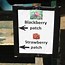 Image result for BlackBerry Bush by Road