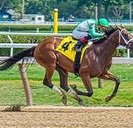 Image result for Thoroughbred Horse Racing