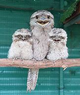 Image result for Frogmouth Face Meme