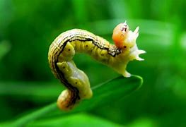 Image result for Green Inch Worms