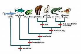 Image result for Common Ancestor Family Tree Chart