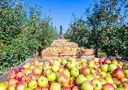 Image result for Apple WA