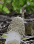 Image result for Growing Mushrooms Indoors
