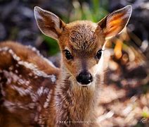 Image result for 4 Baby Animals