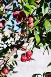 Image result for Priscilla Apple Tree
