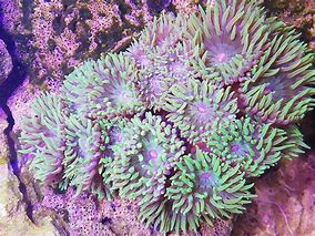 Image result for Frag Coral Pics