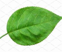 Image result for What Shape Is a Apple Leaf
