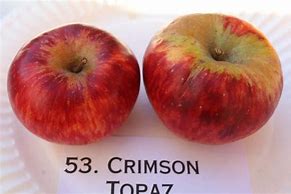 Image result for California Apple Varieties
