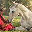 Image result for Mexican Horse