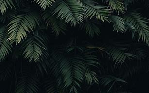 Image result for Minimal Green Leaves Wallpaper