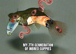 Image result for Fisch Meme