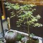 Image result for Small Japanese Indoor Garden