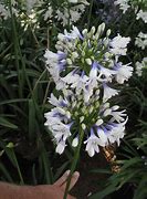 Image result for Agapanthus africanus Twister