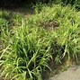 Image result for Carex pendula