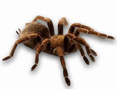 Image result for Spider Insect Cartoon