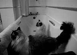 Image result for Cat Bath Meme