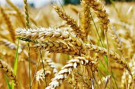 Image result for Wheat and Tares