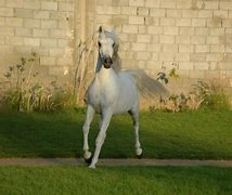 Image result for Arabian Horse Wallpaper for Computer