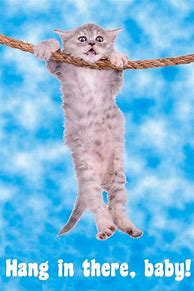 Image result for Motivation Cat Hang in There