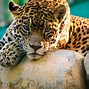 Image result for ipad pro wallpapers 4k wildlife