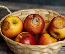 Image result for Butchy Rotten Apple