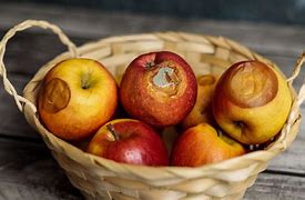 Image result for Bad Apple Fruit