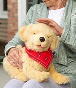 Image result for Companion Pets