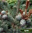 Image result for Pinus parviflora Ryu-ju