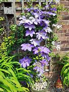 Image result for Clematis Guang