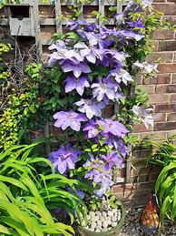 Image result for Growing Clematis Vine