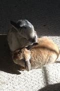 Image result for Pictures of Bunnies Snuggling