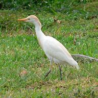 Image result for Bubulcus ibis