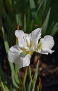 Image result for Iris sibirica Swans In Flight